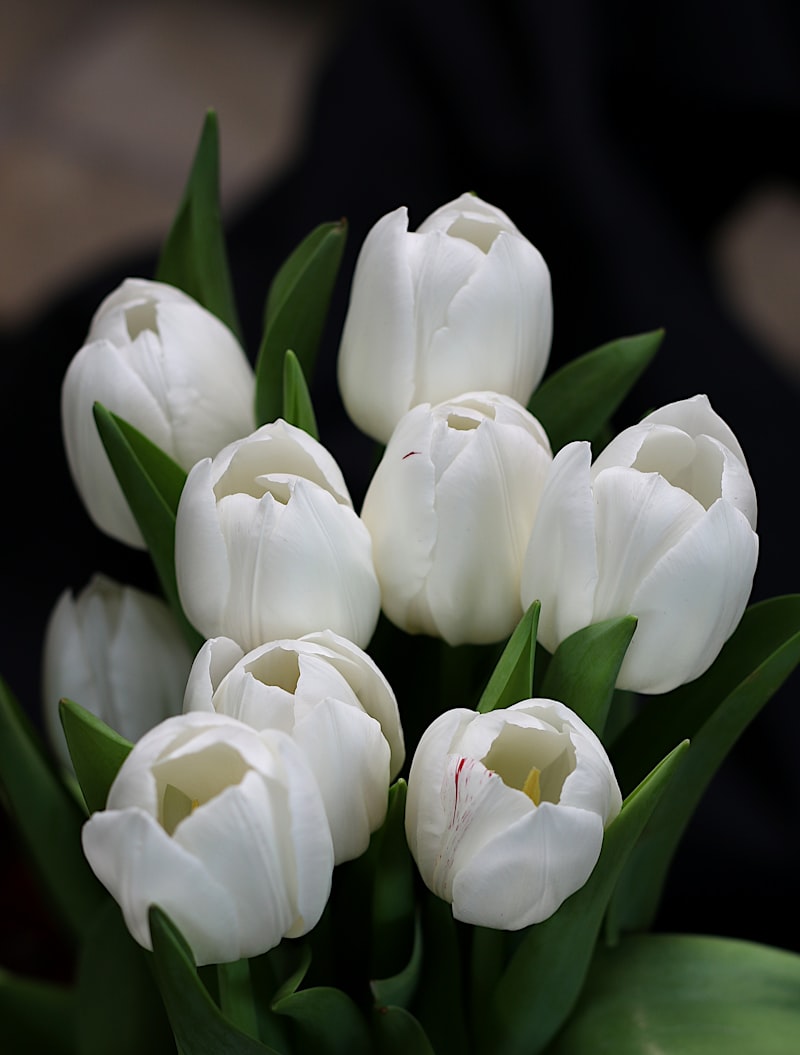 奶白鬱金香花束